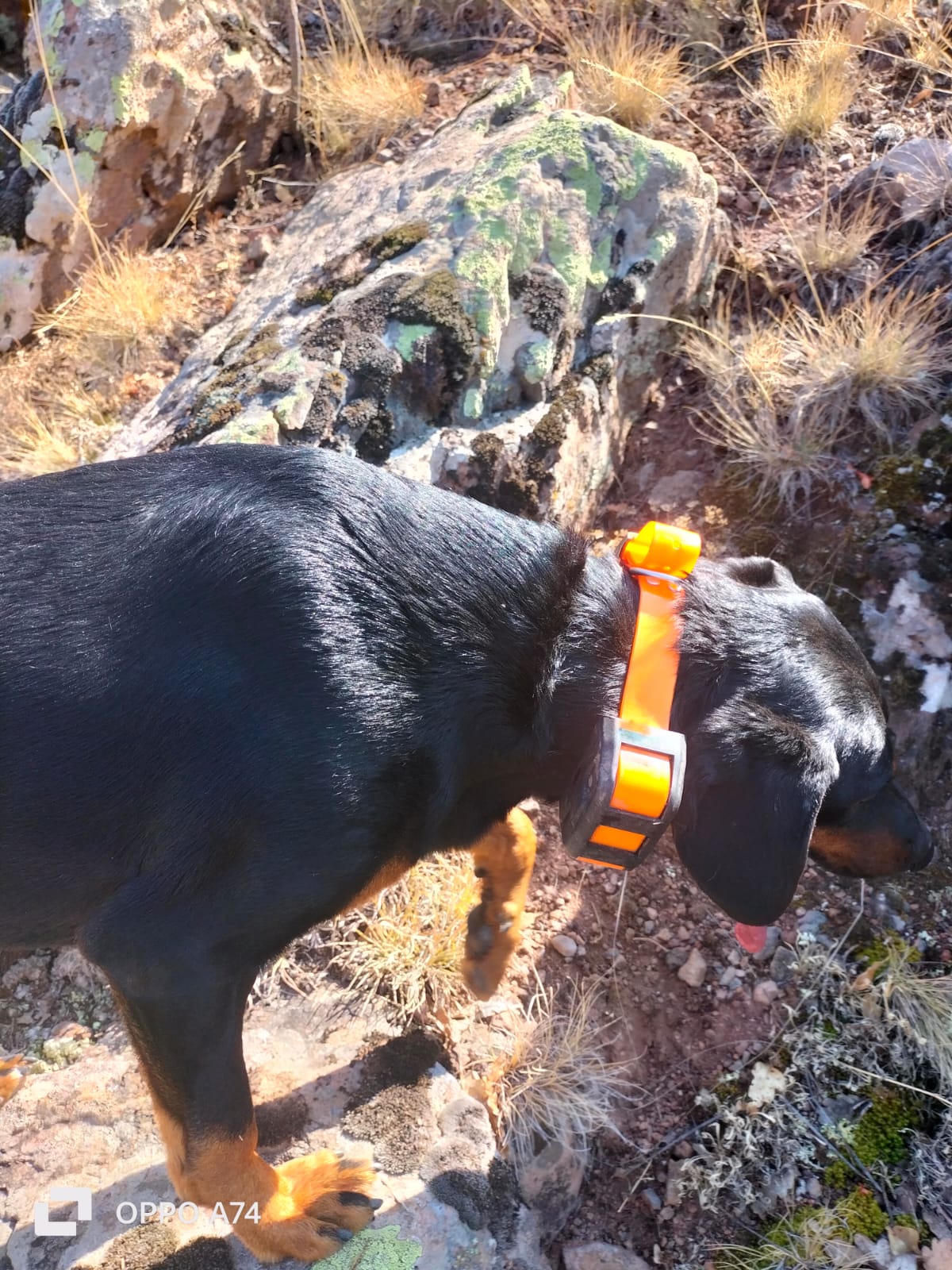 Yohji 122T şoklu gps sim kartlı köpek takip cihazı sesli arama ürün görseli mahmutogluav av malzemeleri Yohji 122T şoklu gps sim kartlı köpek takip cihazı sesli arama ürün görseli