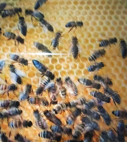 Petek bağlanmış hazır 24'lük arı çıtası 24x47 cm 10 adet