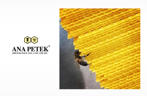 Ana Petek soğuk Çekim arı mumu 21 x 41 cm