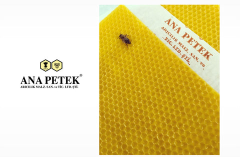 Ana Petek soğuk çekim arı mumu 14 x 41 cm