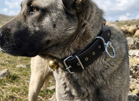 Hakiki deri çift zilli çoban köpeği tasması 75 cm
