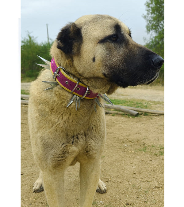 mahmutogluav av malzemeleri Kurtboğan köpek tasması SK 64 cm ürün görseli