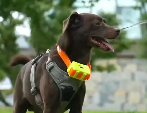 mahmutogluav av malzemeleri Yohji 122T şoklu gps sim kartlı köpek takip cihazı ürün görseli