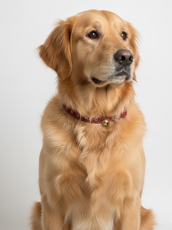 mahmutogluav av malzemeleri Tongurdak zilli köpek tasması 62 cm 2 li set ürün görseli